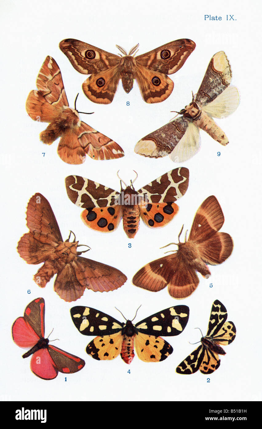 Different types of moths Stock Photo