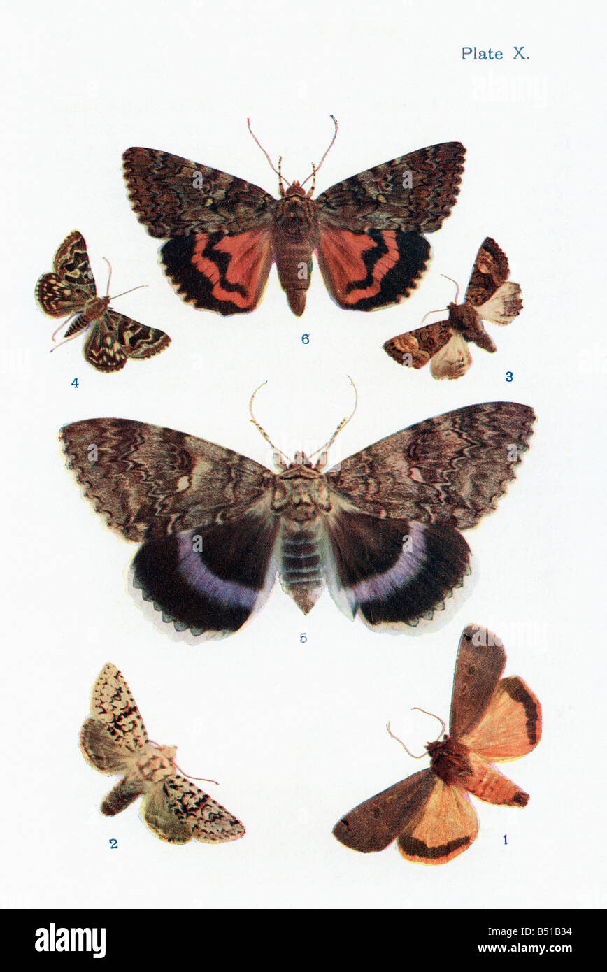 Different types of moths Stock Photo Alamy