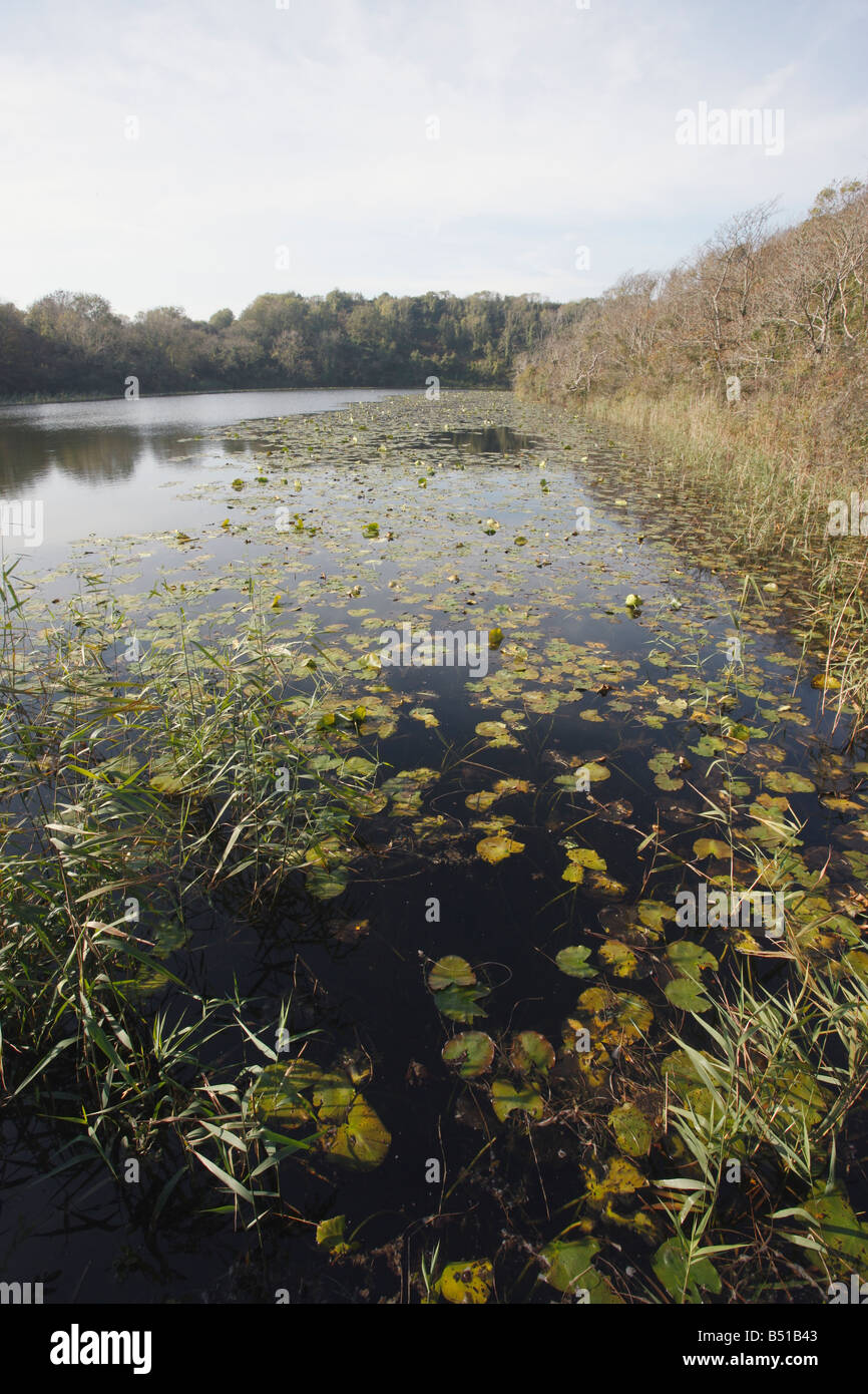 Fish ponds hires stock photography and images Alamy