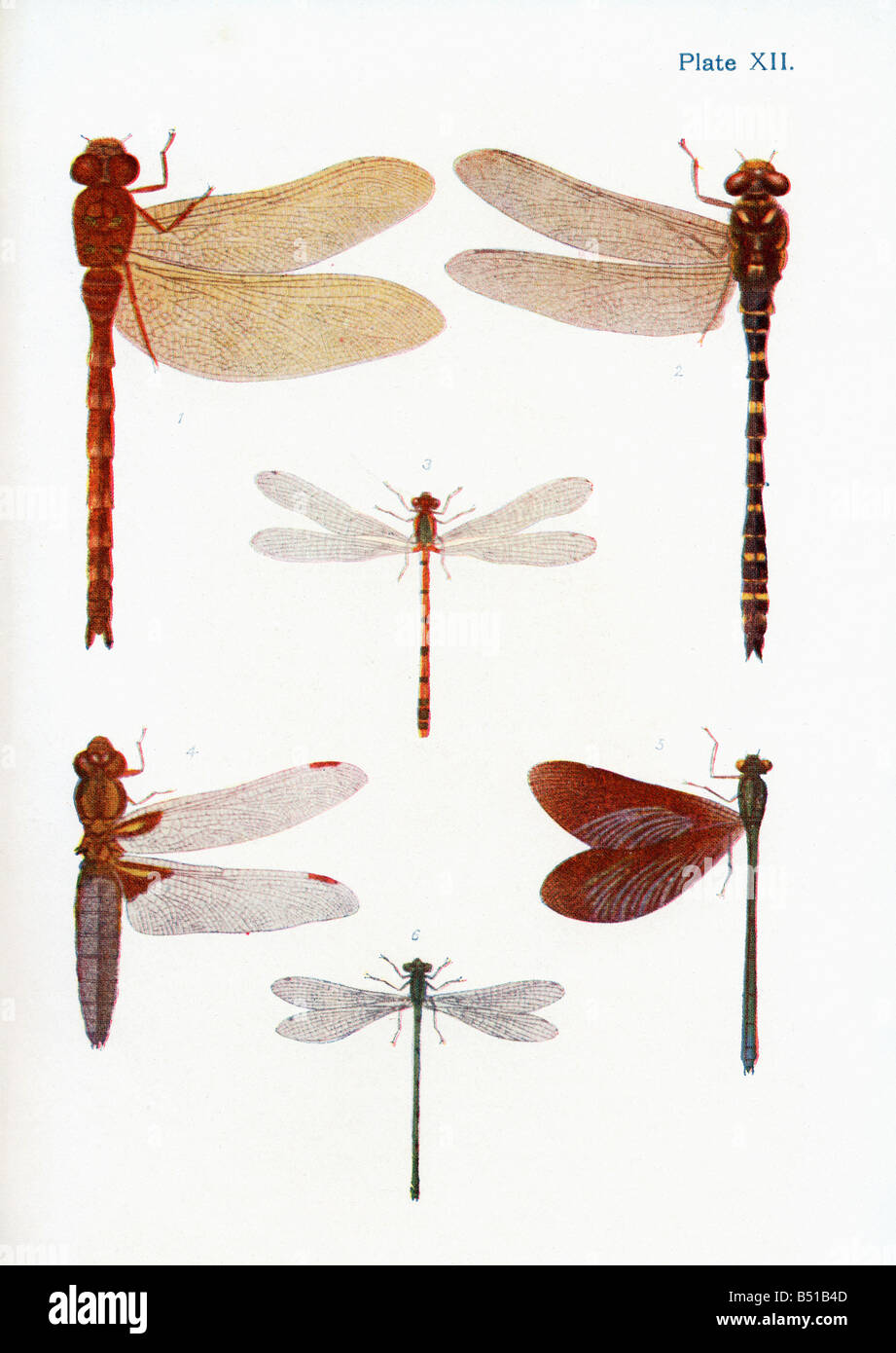 Different types of Dragonflies Stock Photo