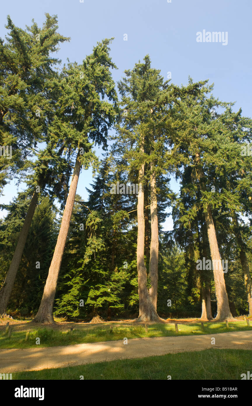 Tall Trees Rhinefield Ornamental Drive New Forest UK Stock Photo