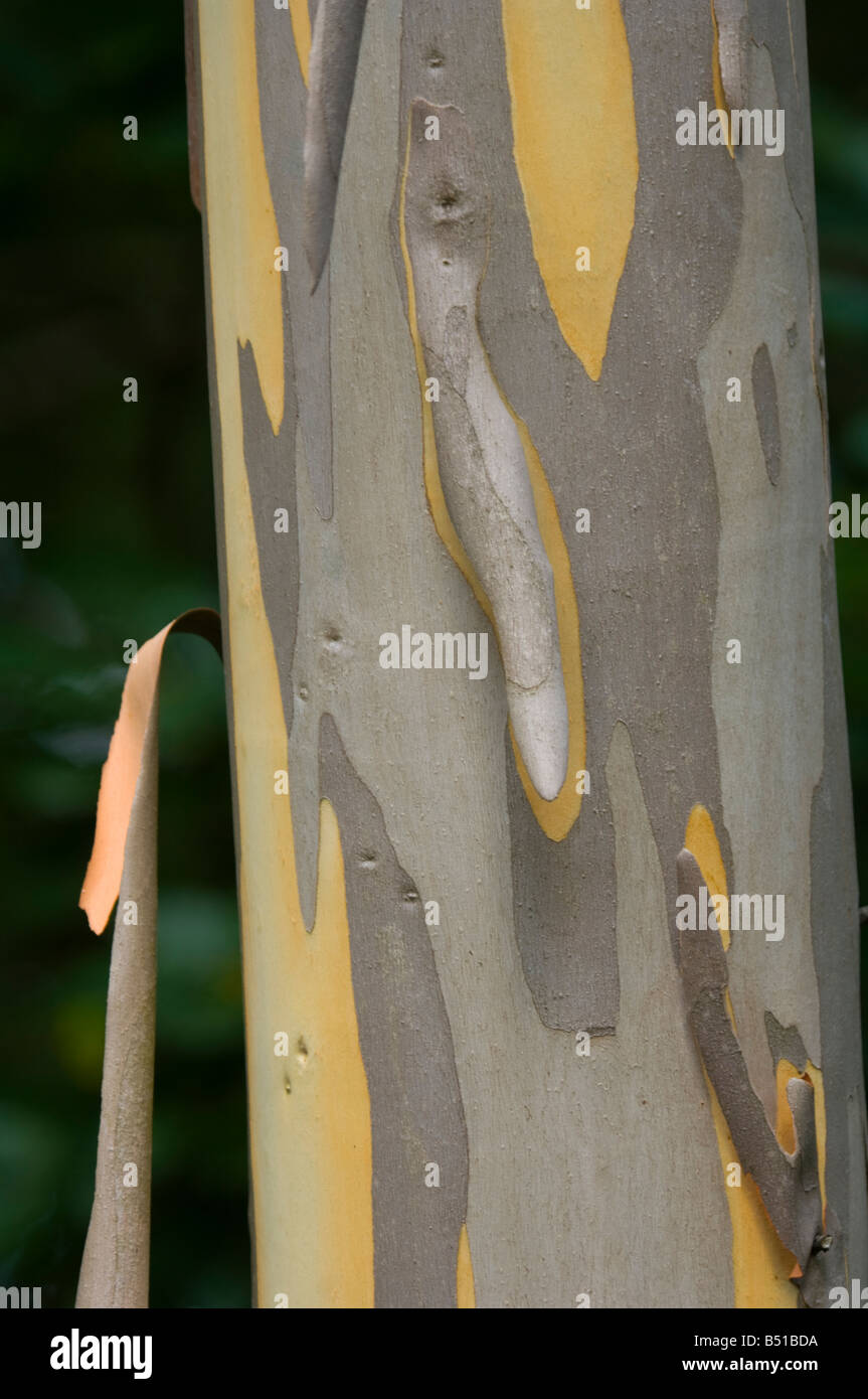 Shining gum (Myrtaceae Eucalyptus nitens), New Forest Arboretum, UK