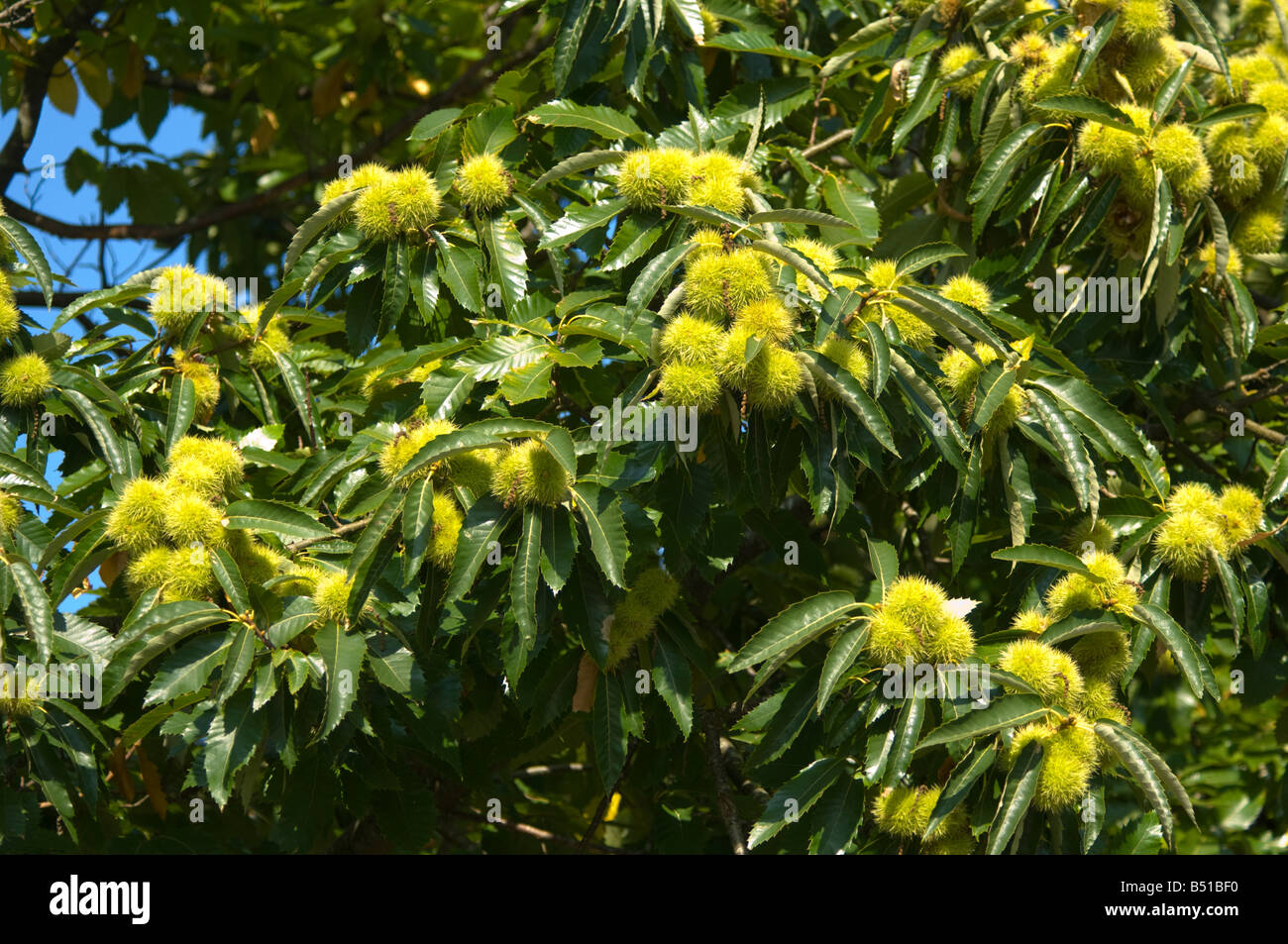 Sweet Chestnuts Castanea sativa Stock Photo