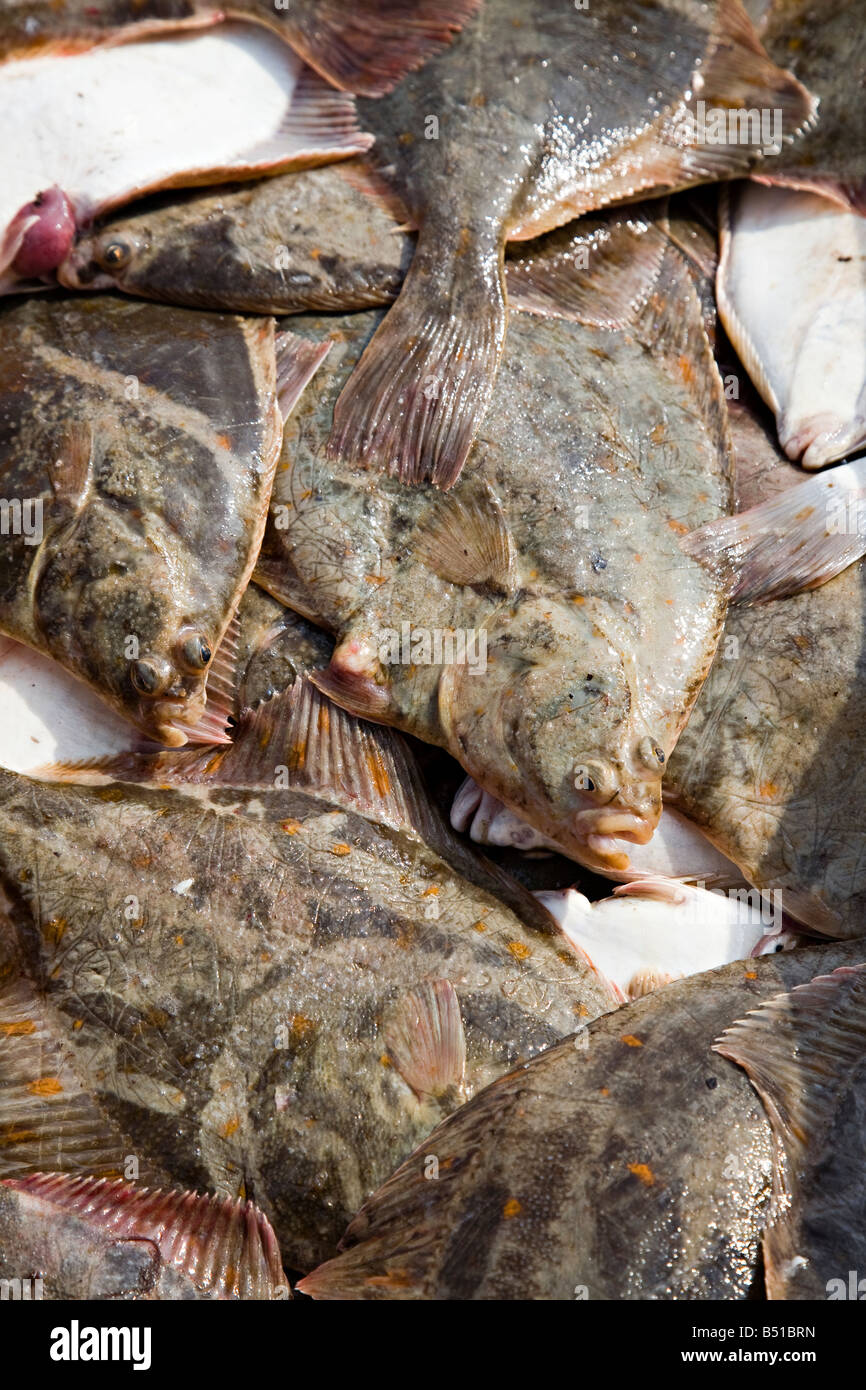 Fresh flatfish caught in the Baltic Sea brought ashore in Leba Poland Stock Photo
