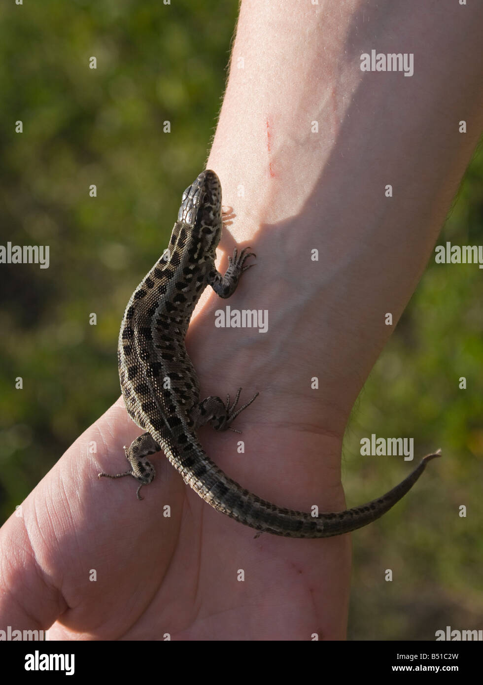 The Sand Lizard (Lacerta agilis) on a hand on grass background. Close-up Stock Photo