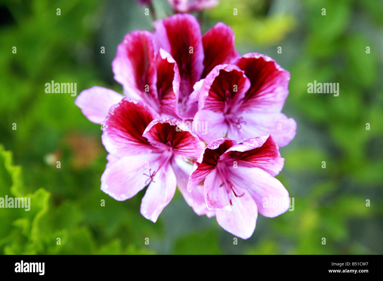 geranium flower close up Stock Photo