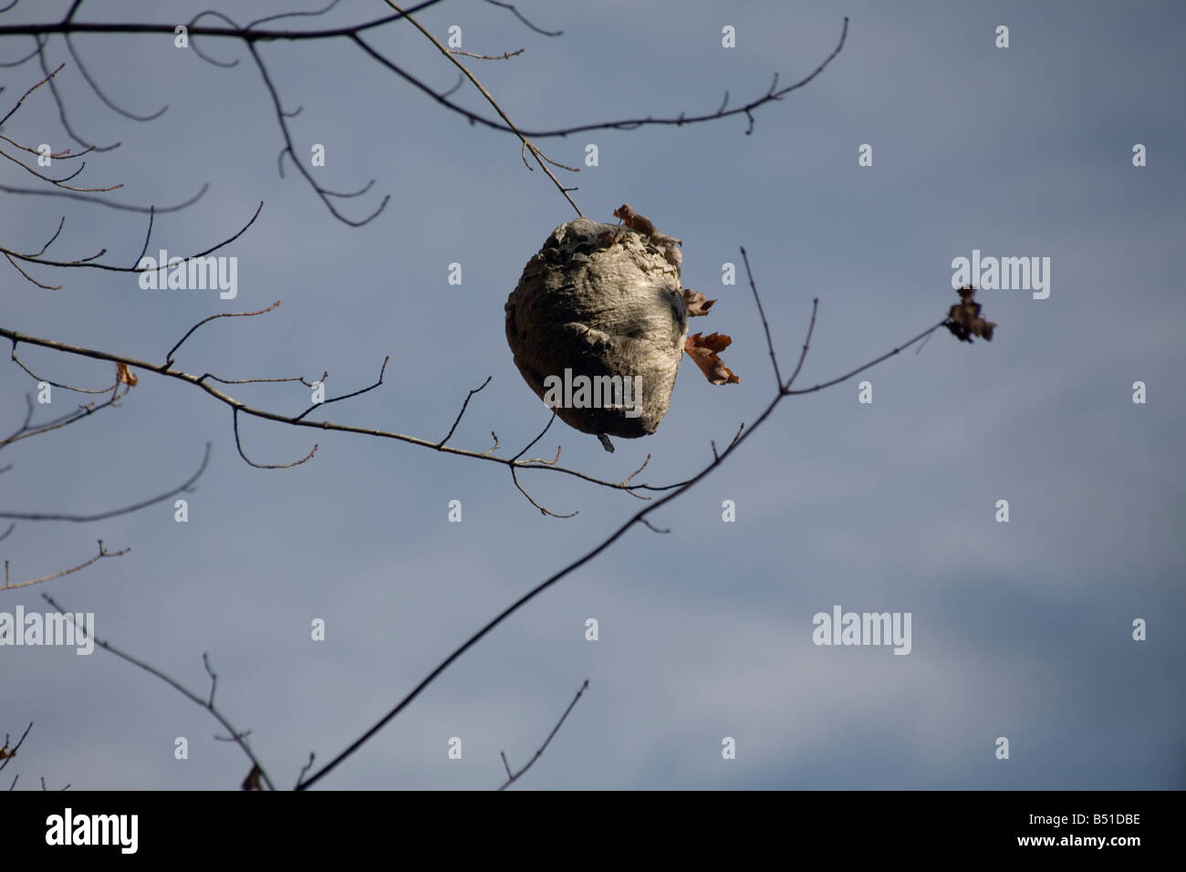 Photograph of a hornet's nest hanging in a tree. Stock Photo