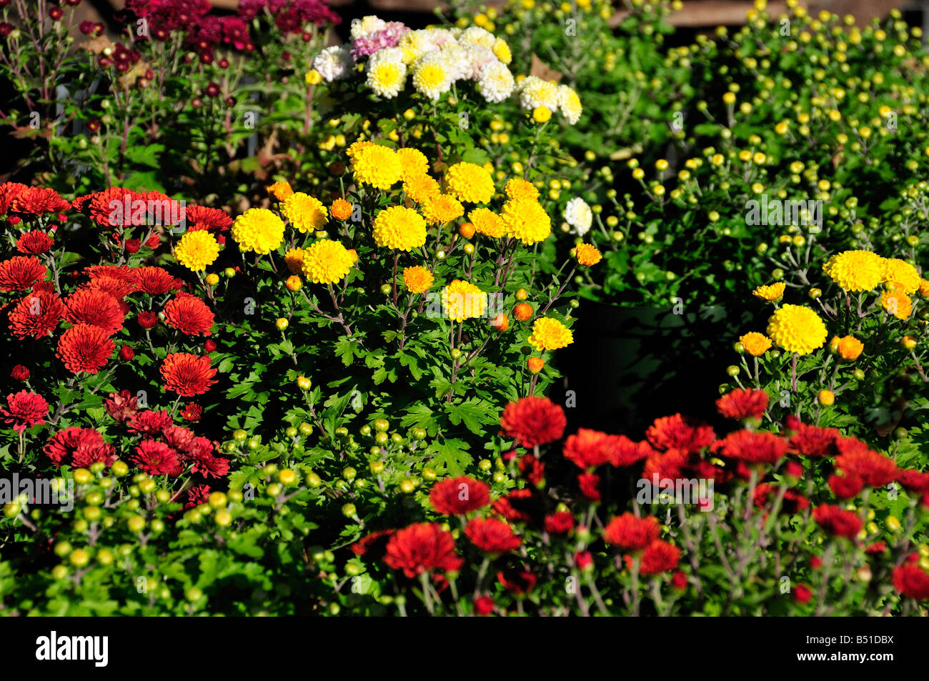 Chrysanthemums for sale at an outdoor nursery market. Oklahoma City Stock Photo 20316126 Alamy