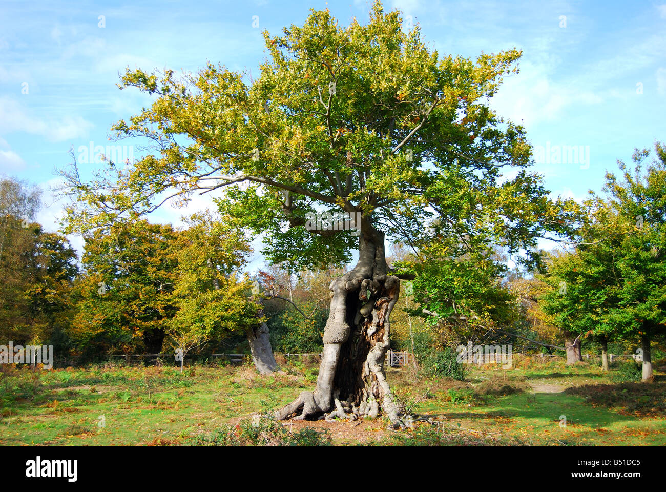 Pollarded beech trees in autumn, Burnham Beeches, Burnham, Buckinghamshire, England, United Kingdom Stock Photo