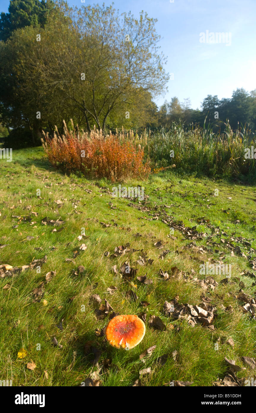 Fly Agaric Amanita muscaria Surrey UK Stock Photo