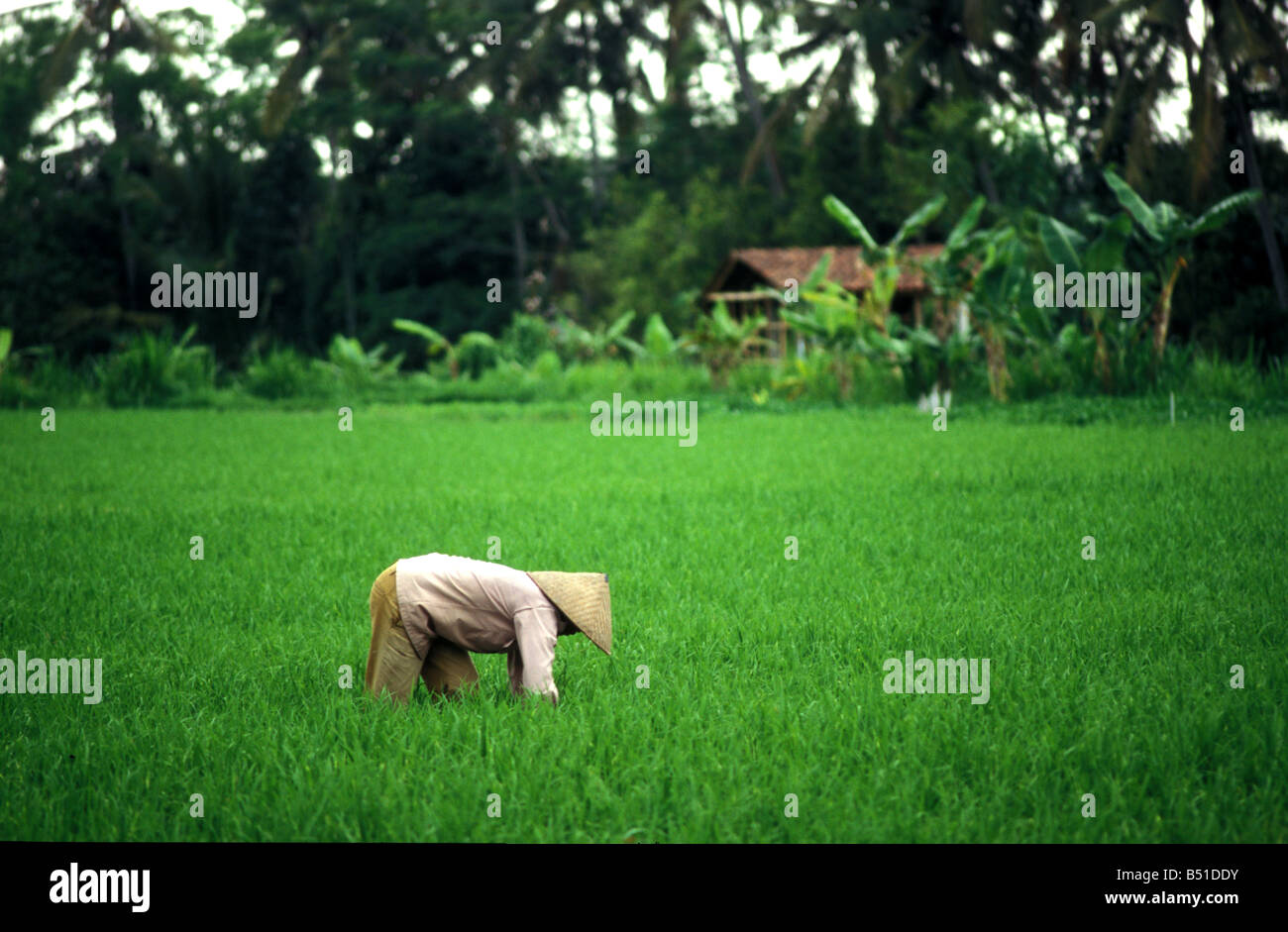 rice field mengwi bali indonesia Stock Photo