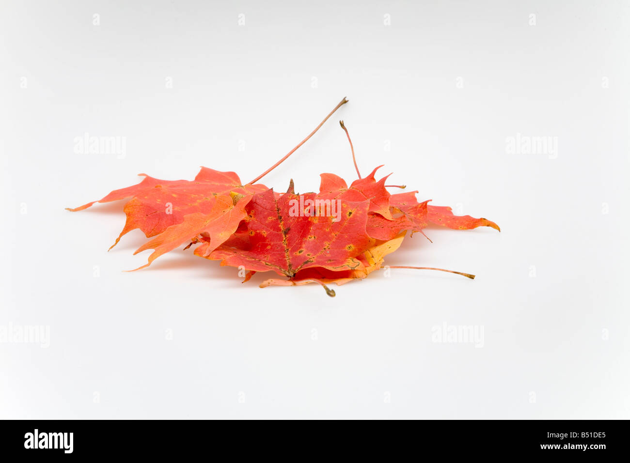 Photograph of a pile of red maple leaves against a white background ...