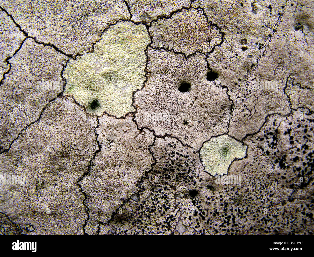 Alge Plus Rocks Algae growing stone hi-res stock photography and images - Alamy