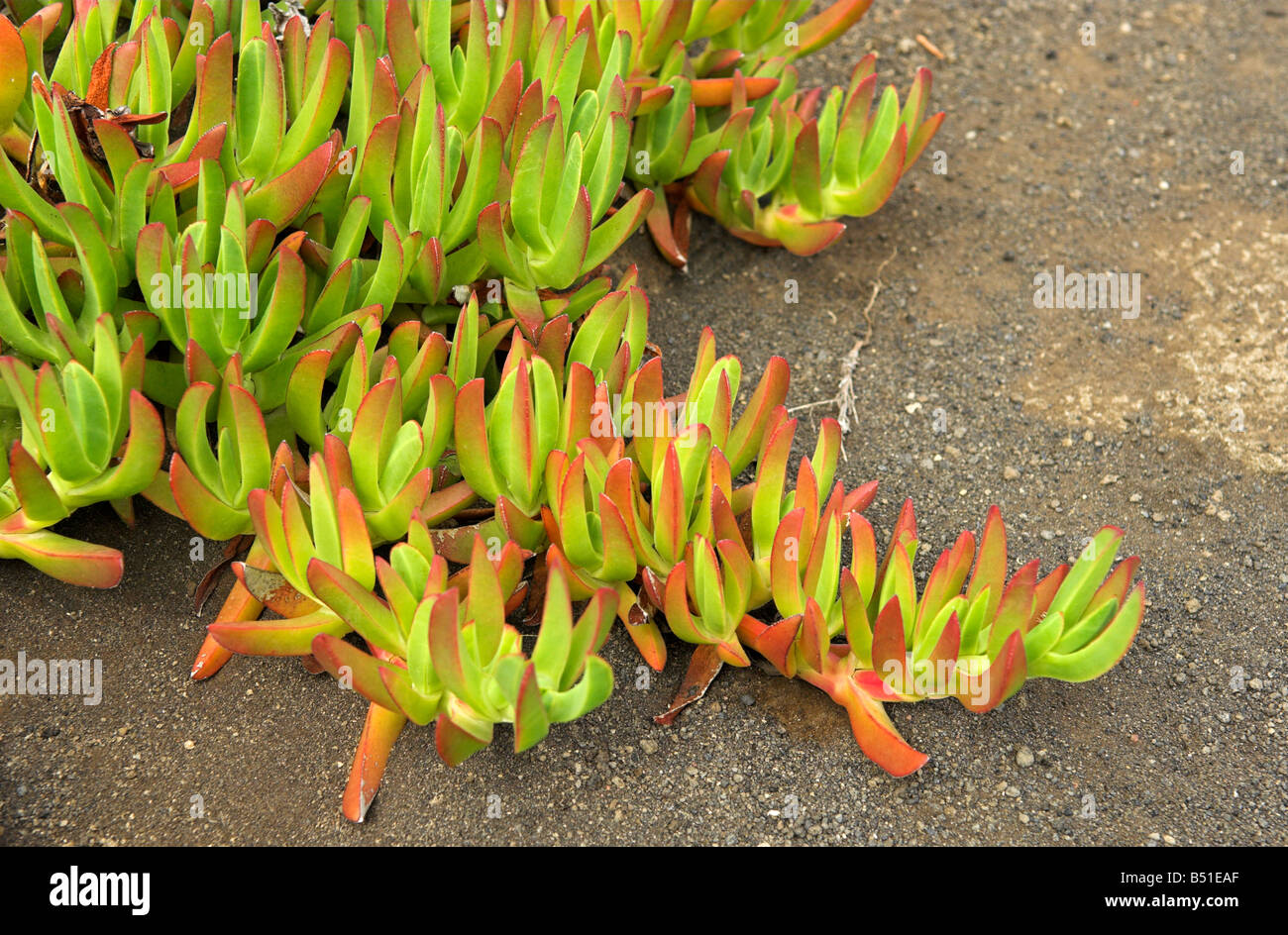Ice plant Carpobrotus edulis growing for erosion protection Stock Photo