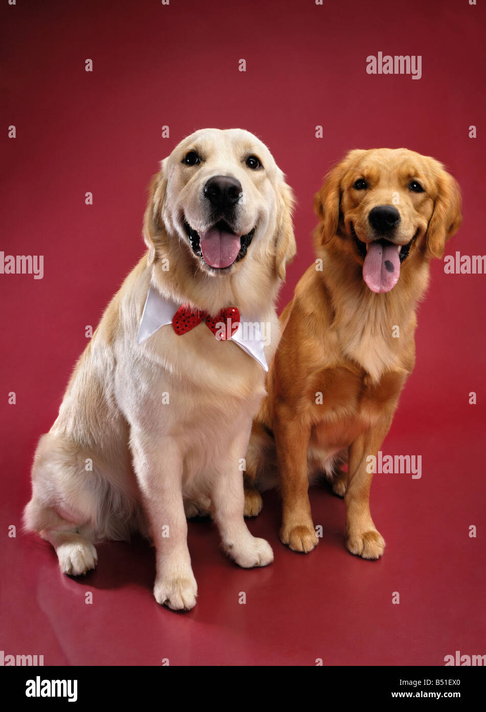 Two Golden Retrievers Stock Photo Alamy