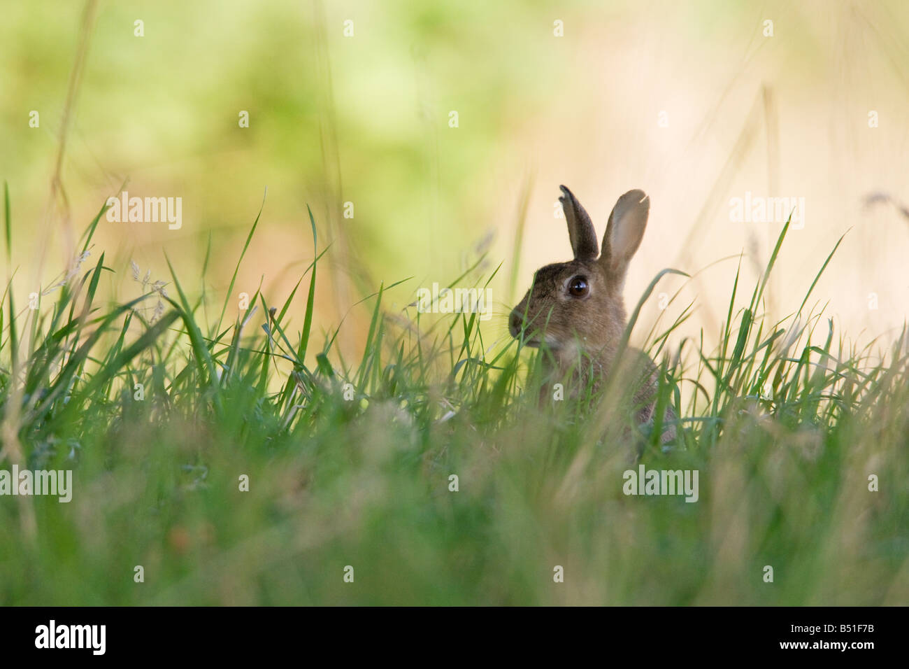 Rabbit Oryctolagus cuniculus adult male with raggy ears from fighting ...