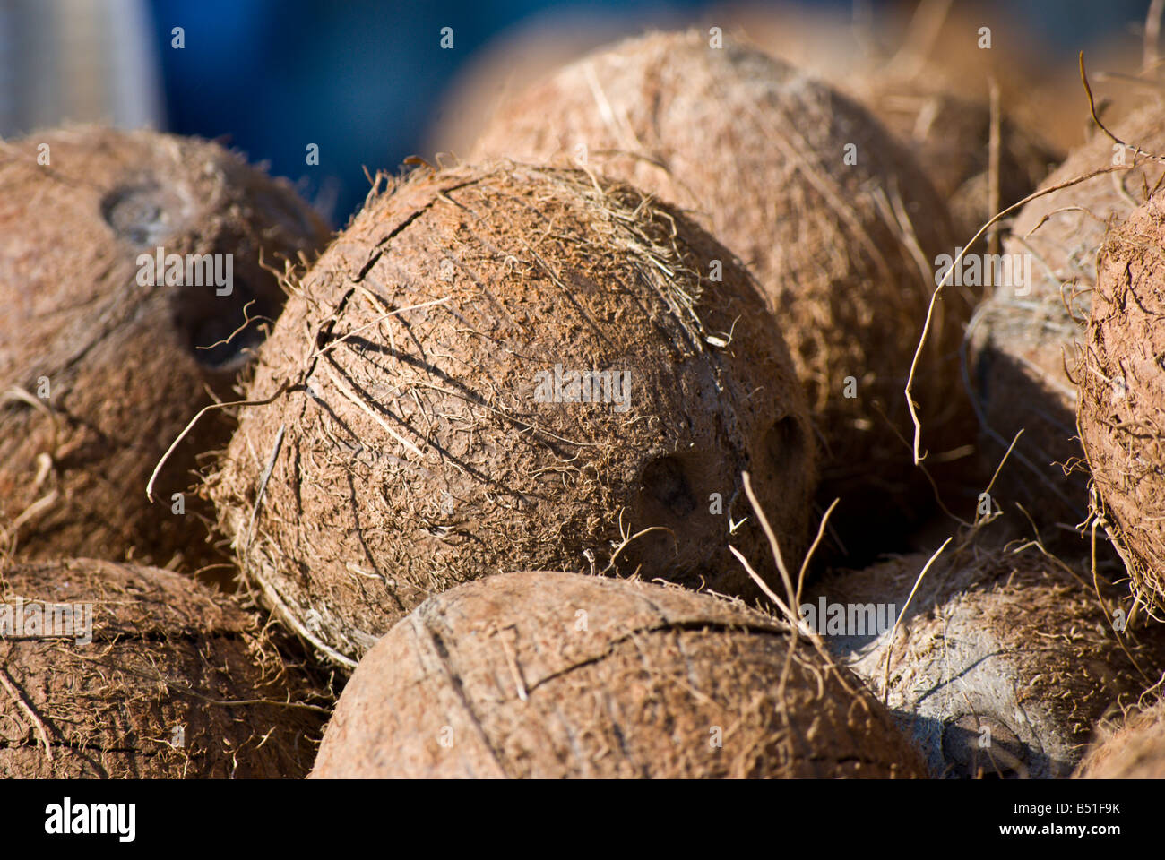 Shucked coconuts sit in a stack Stock Photo