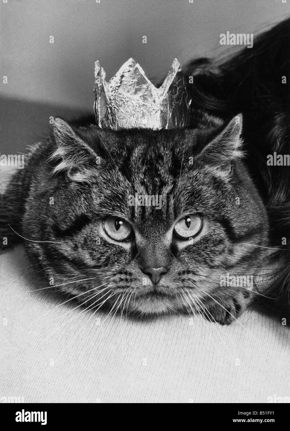 Cool cat hires stock photography and images Alamy