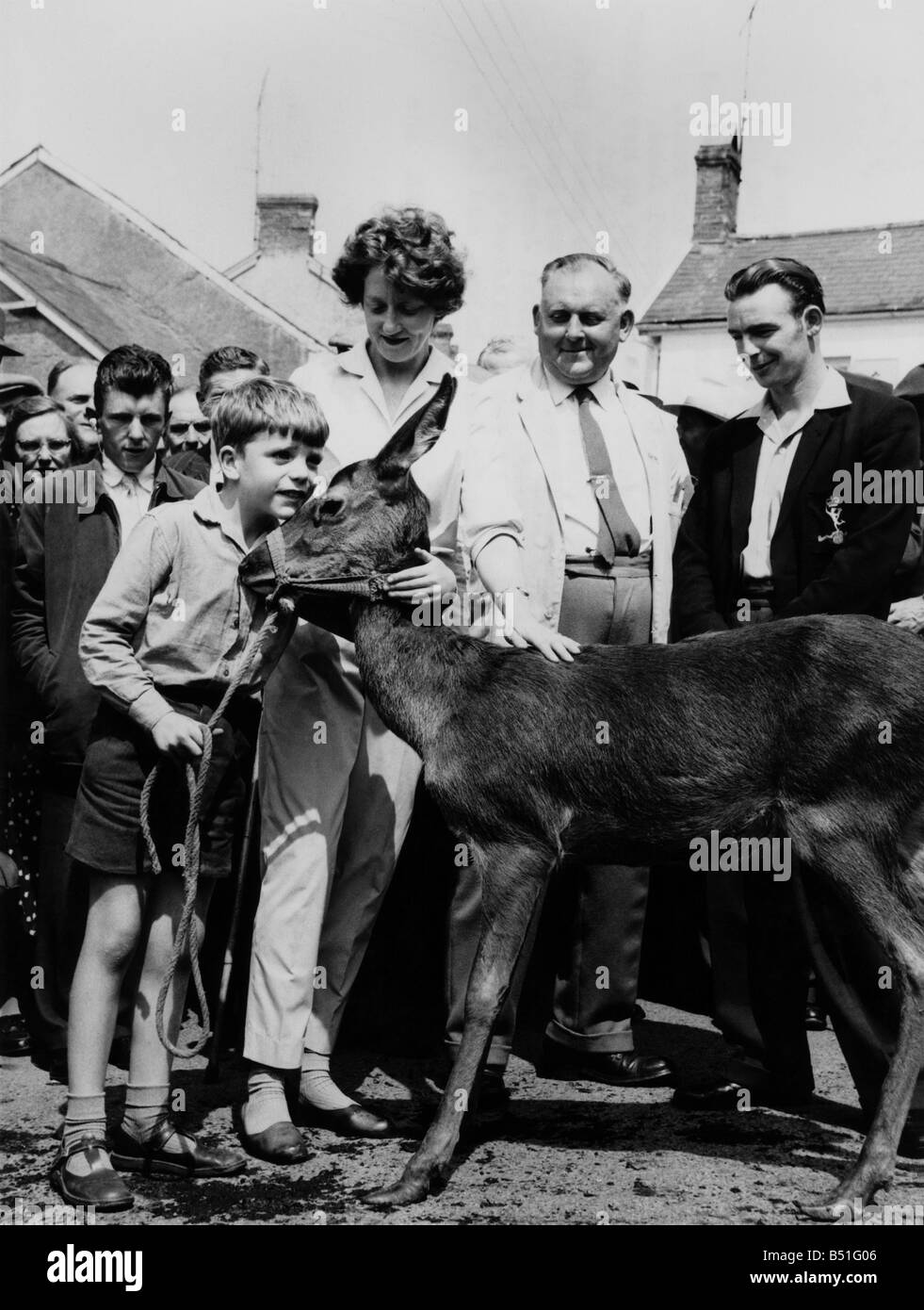 Moment of parting.Tony Hurford huge his deer after she was auctioned. July 1962 P000514 Stock Photo