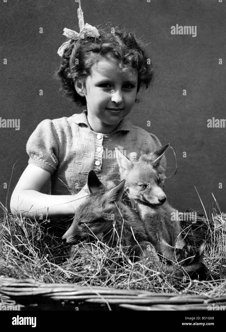 A couple of young vixens not in the farmers yard but at the Cranbrook Pet Stores Ilford. Marian Wood, daughter of the proprietor of the stores, aged 8, seen with the cubs. May 1945 P000516 Stock Photo