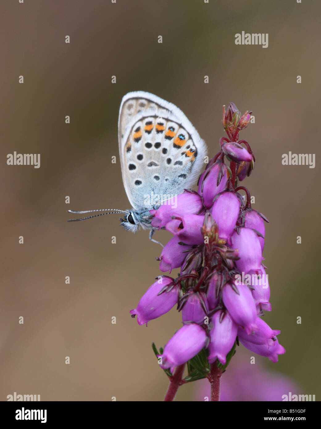 Silver Studded Blue butterfly (plebejus argus) Stock Photo