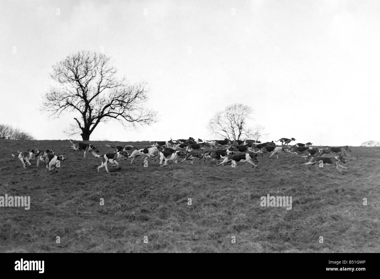 Sport: Fox Hunting&#13;&#10;The Hounds in full cry near Lowesby after gaining the scent of the fox. March 1964 P000221&#13;&#10; Stock Photo