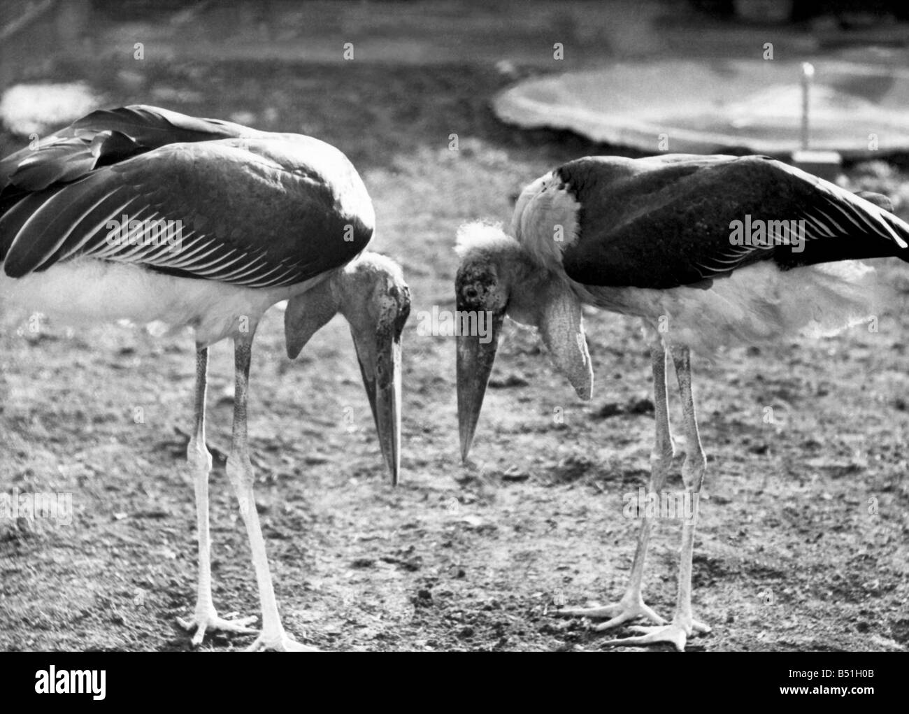 Pair of cranes Black and White Stock Photos & Images - Alamy