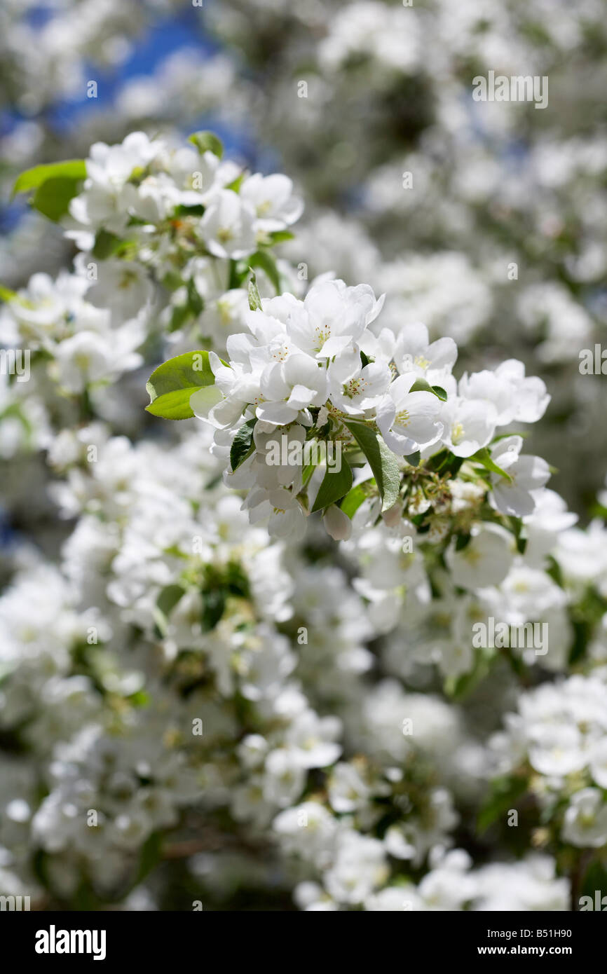 Cool and gorgeous spring flower hi-res stock photography and images - Alamy