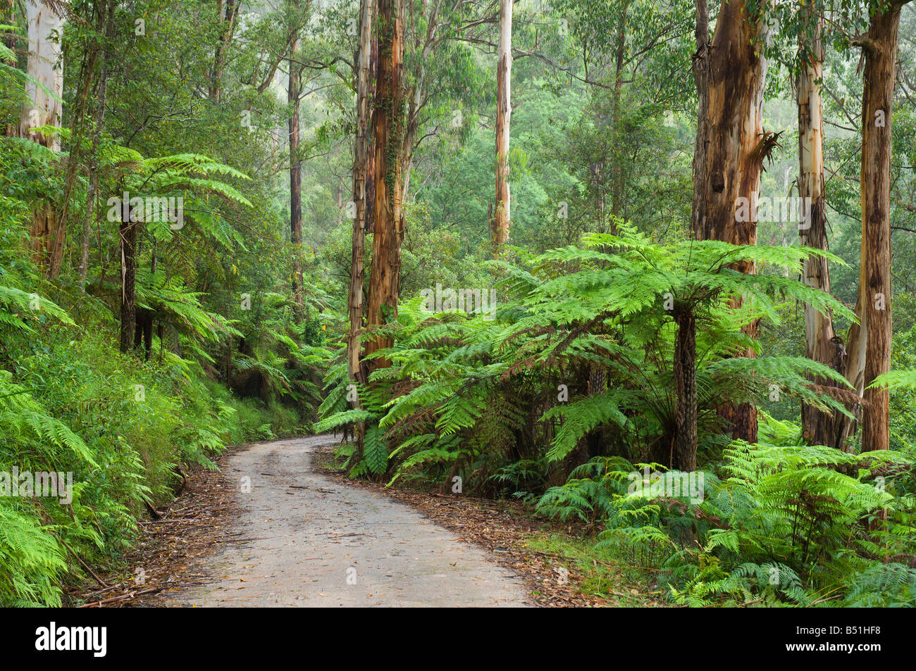 Road, Rainforest, Bunyip State Park, Victoria, Australia Stock Photo