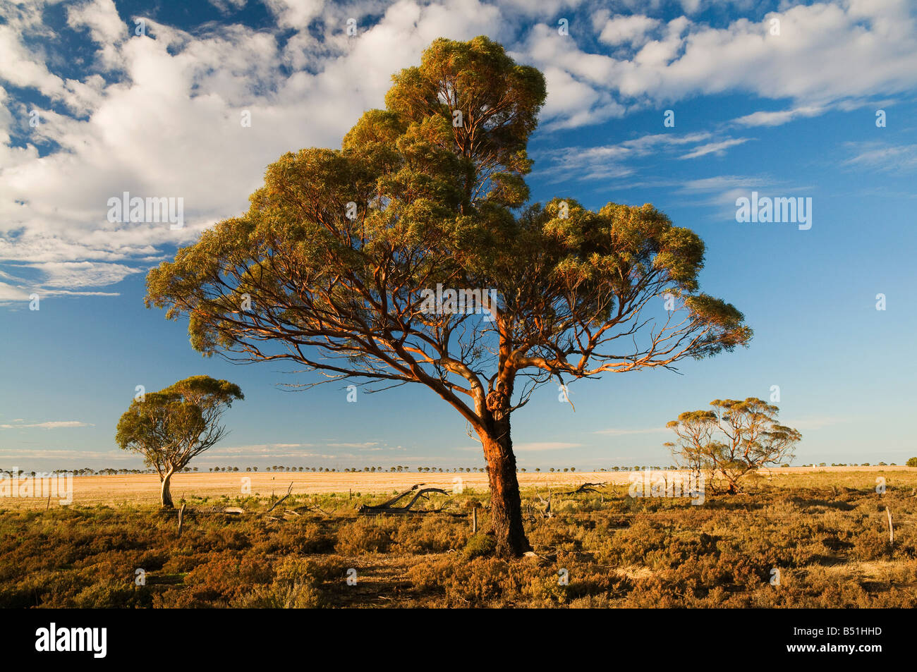 Corrigin, Western Australia, Australia Stock Photo