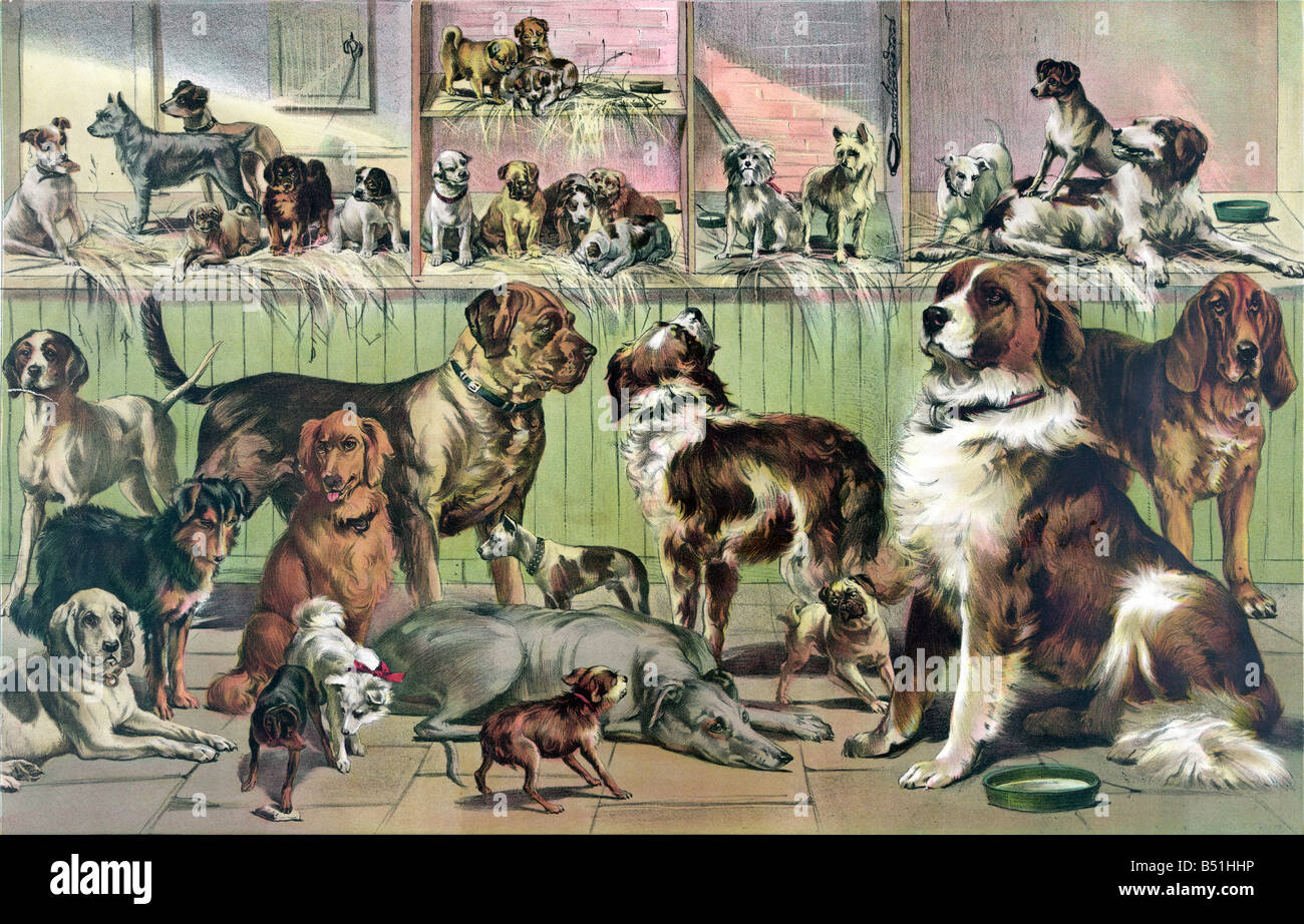 House of dogs Stock Photo Alamy