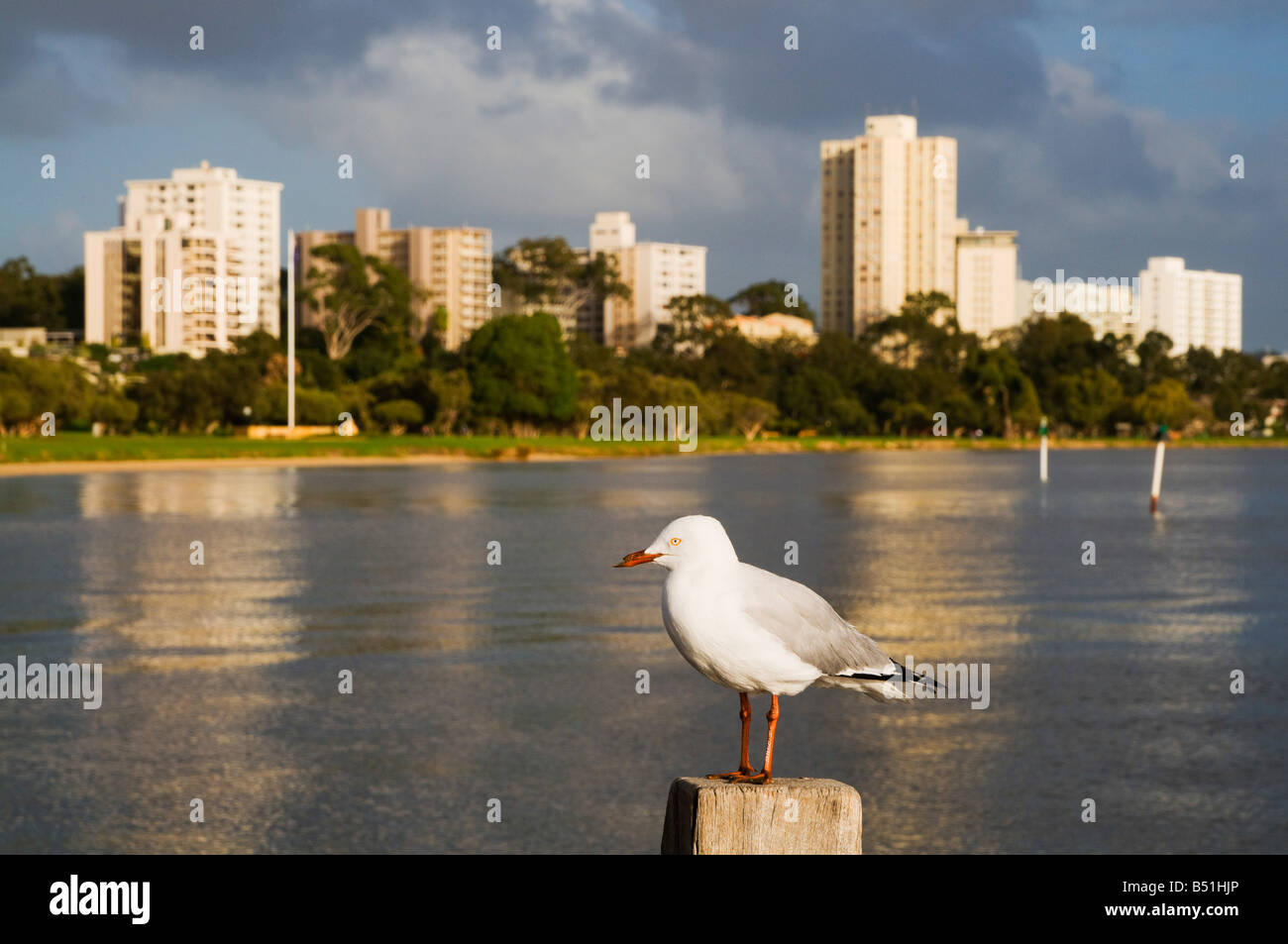 Seagull, Swan River, Perth, Western Australia, Australia Stock Photo