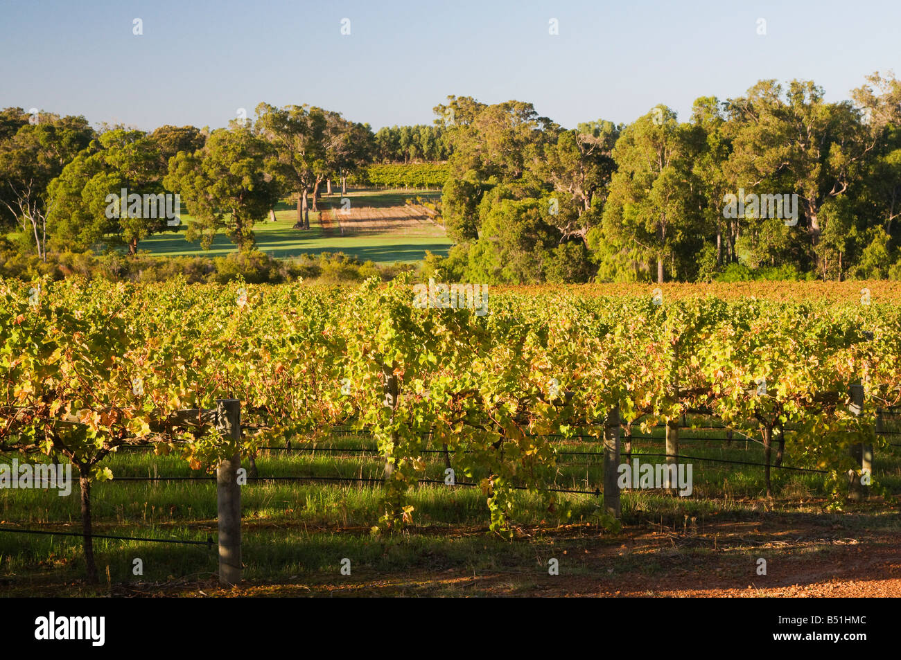 Vineyard, Margaret River, Western Australia, Australia Stock Photo
