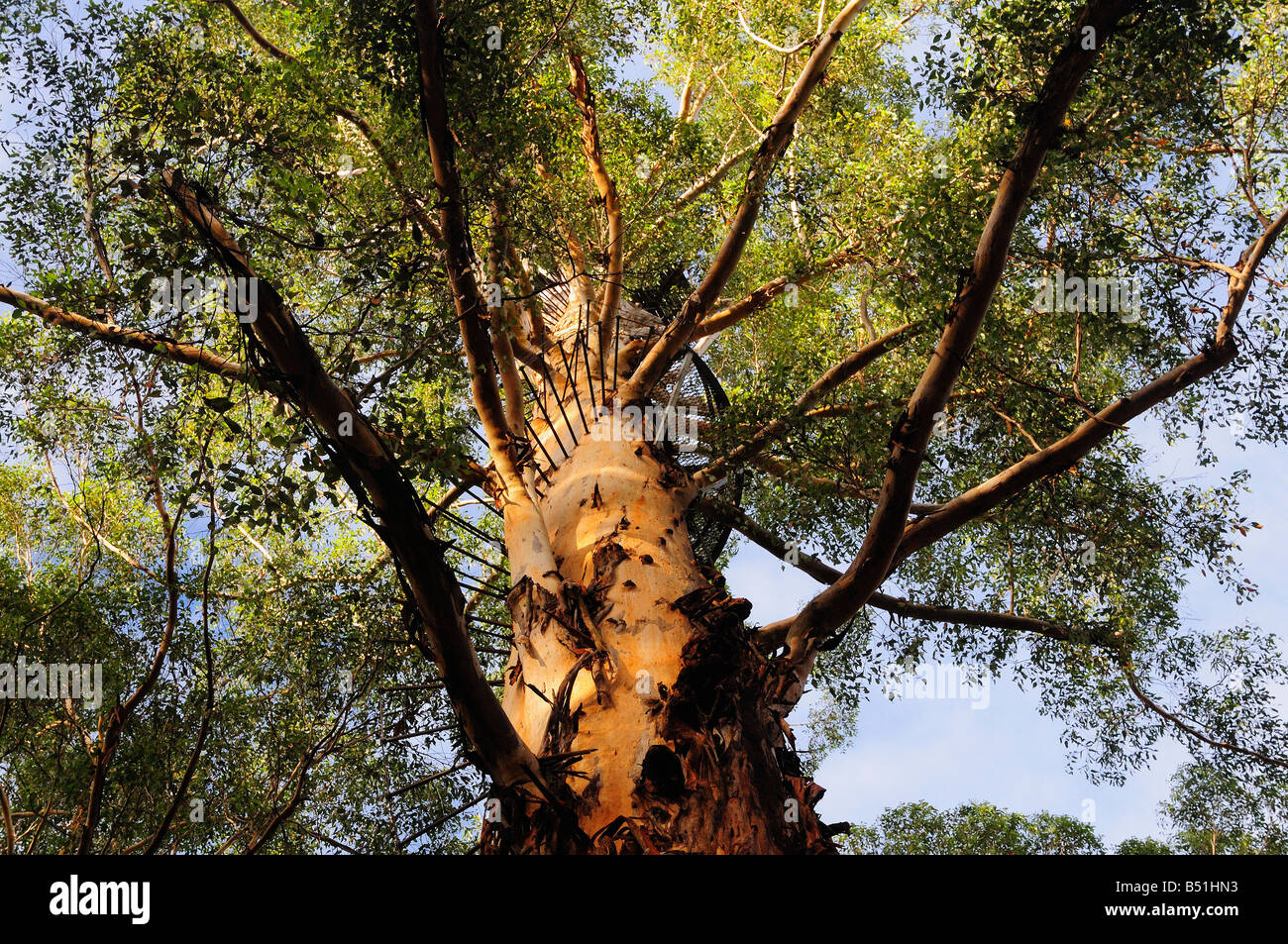 The Diamond Tree, Manjimup, Western Australia, Australia Stock Photo