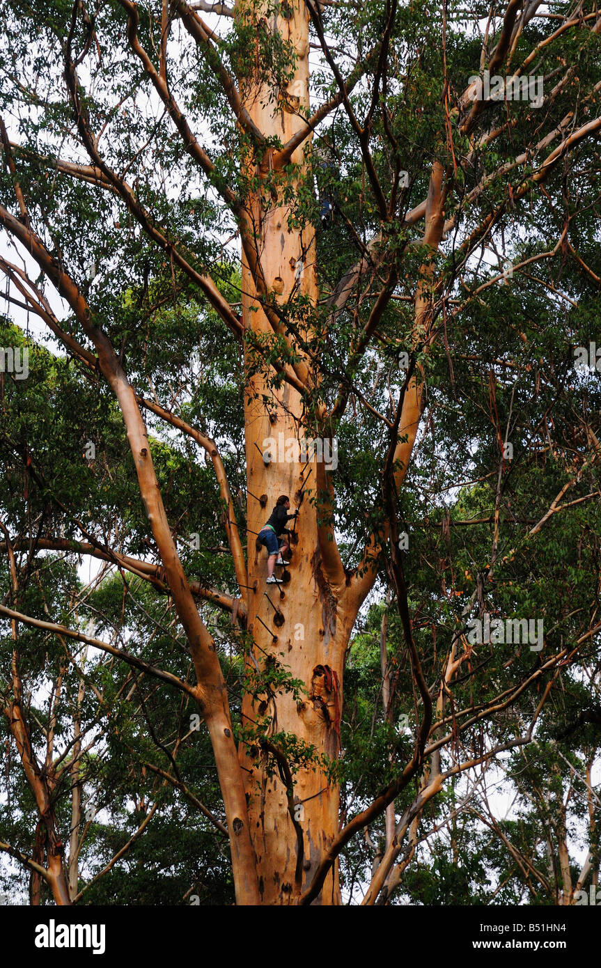 Climbing the Gloucester Tree, Gloucester National Park, Western Australia, Australia Stock Photo