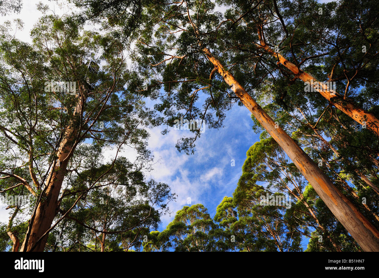 Karri Trees, Western Australia, Australia Stock Photo