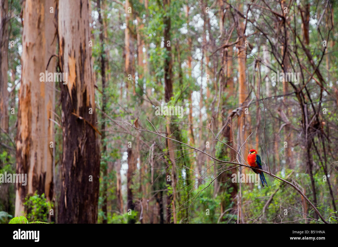 King Parrot, Western Australia, Australia Stock Photo
