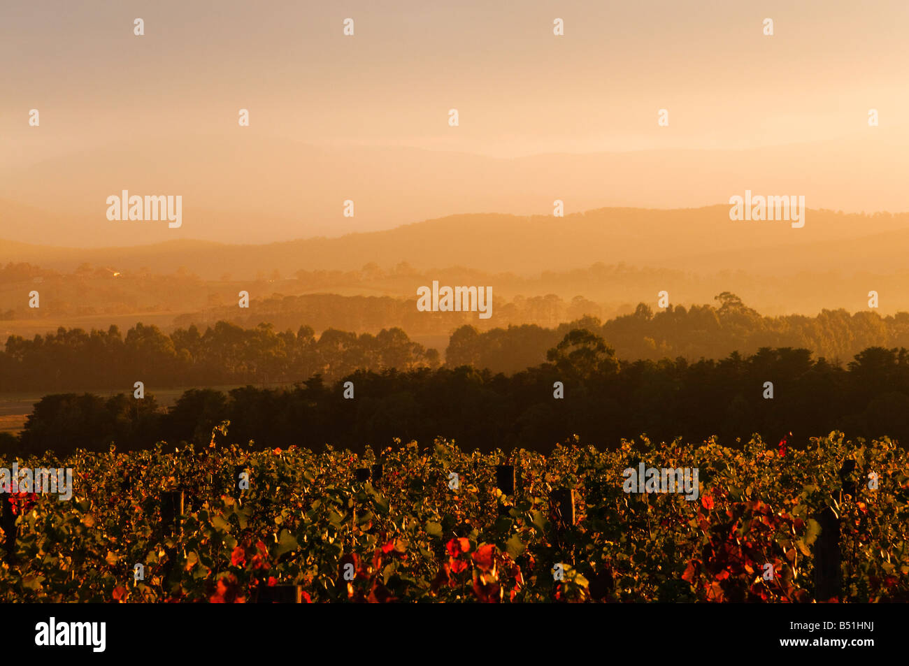 Vineyard, Yarra Valley, Victoria, Australia Stock Photo