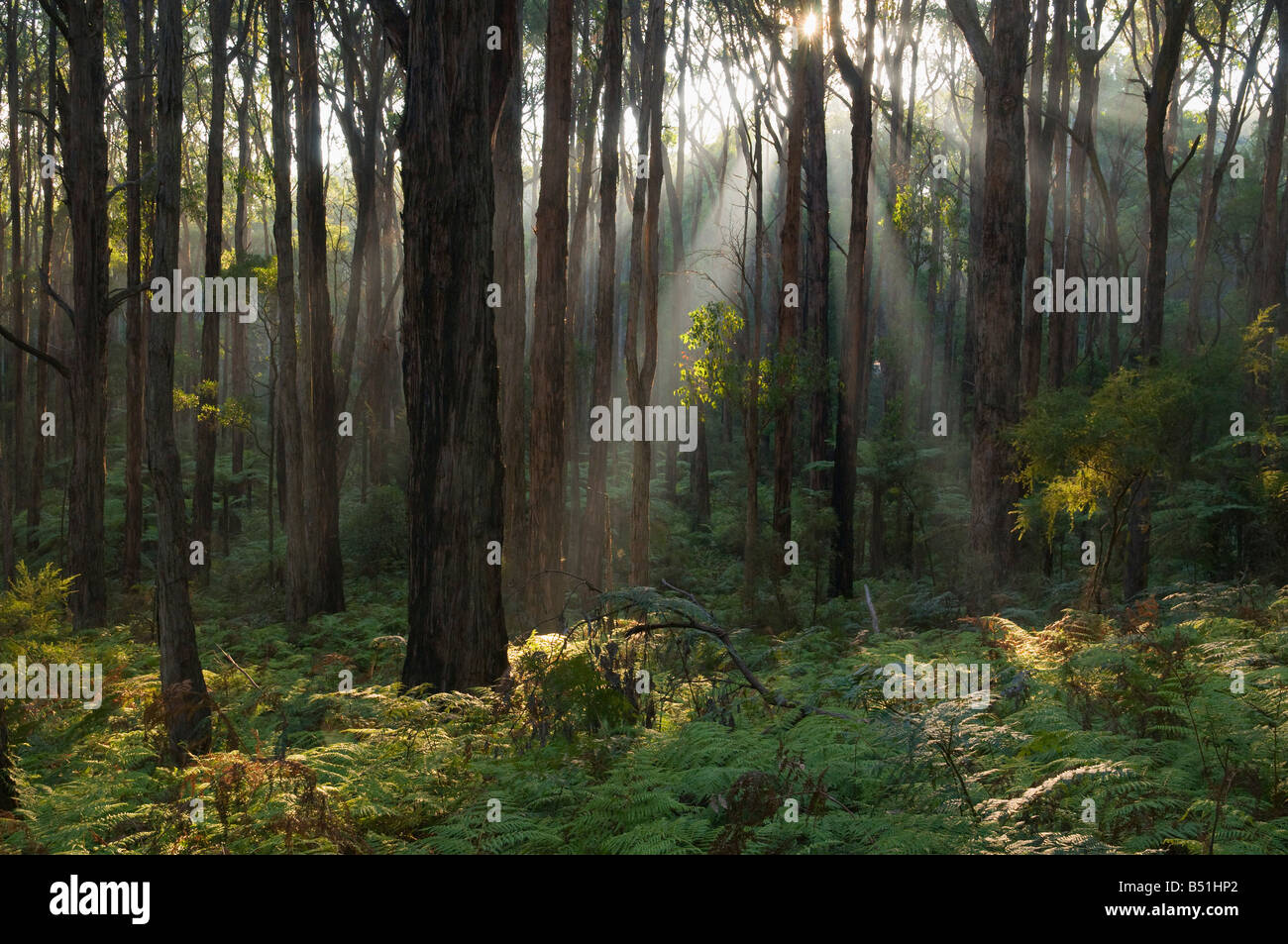 Forest, Yarra Ranges National Park, Victoria, Australia Stock Photo