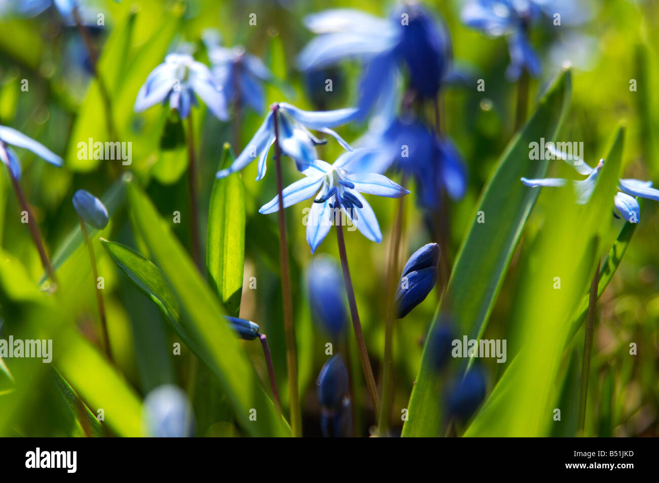 Close-Up of Bluebells in Spring Stock Photo