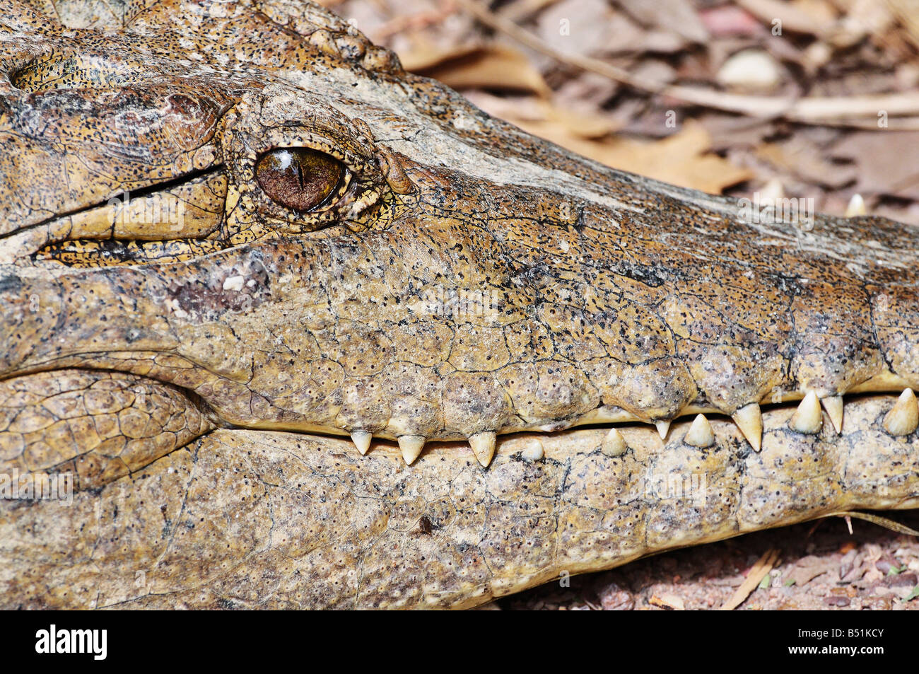Close-Up of Freshwater Crocodile, Northern Territory, Australia Stock Photo
