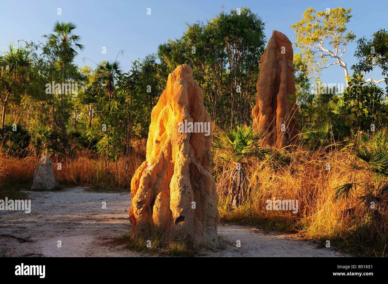 Magnetic Termite Mounds, Litchfield National Park, Northern Territory, Australia Stock Photo
