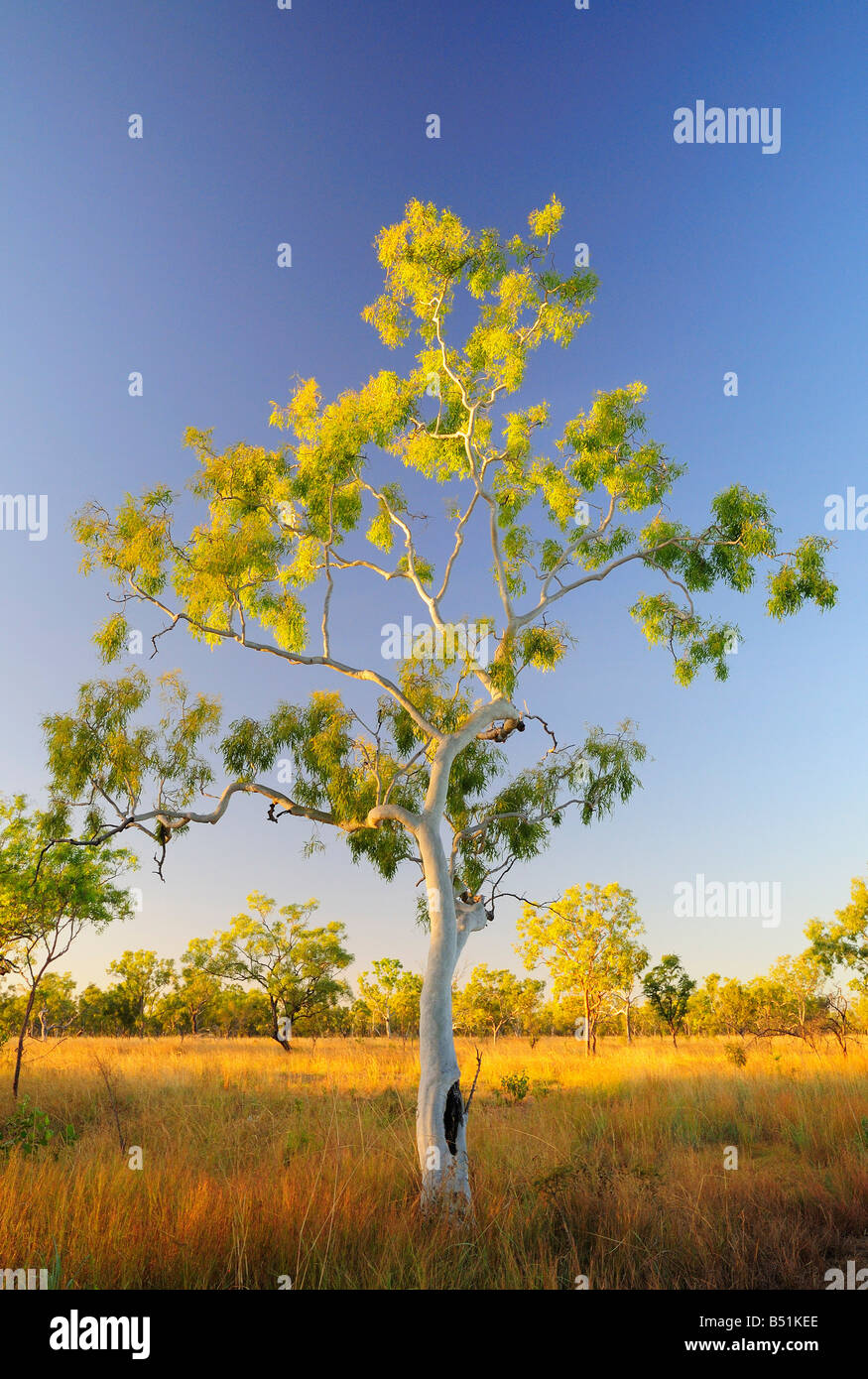 Ghost Gum Tree, Northern Territory, Australia Stock Photo