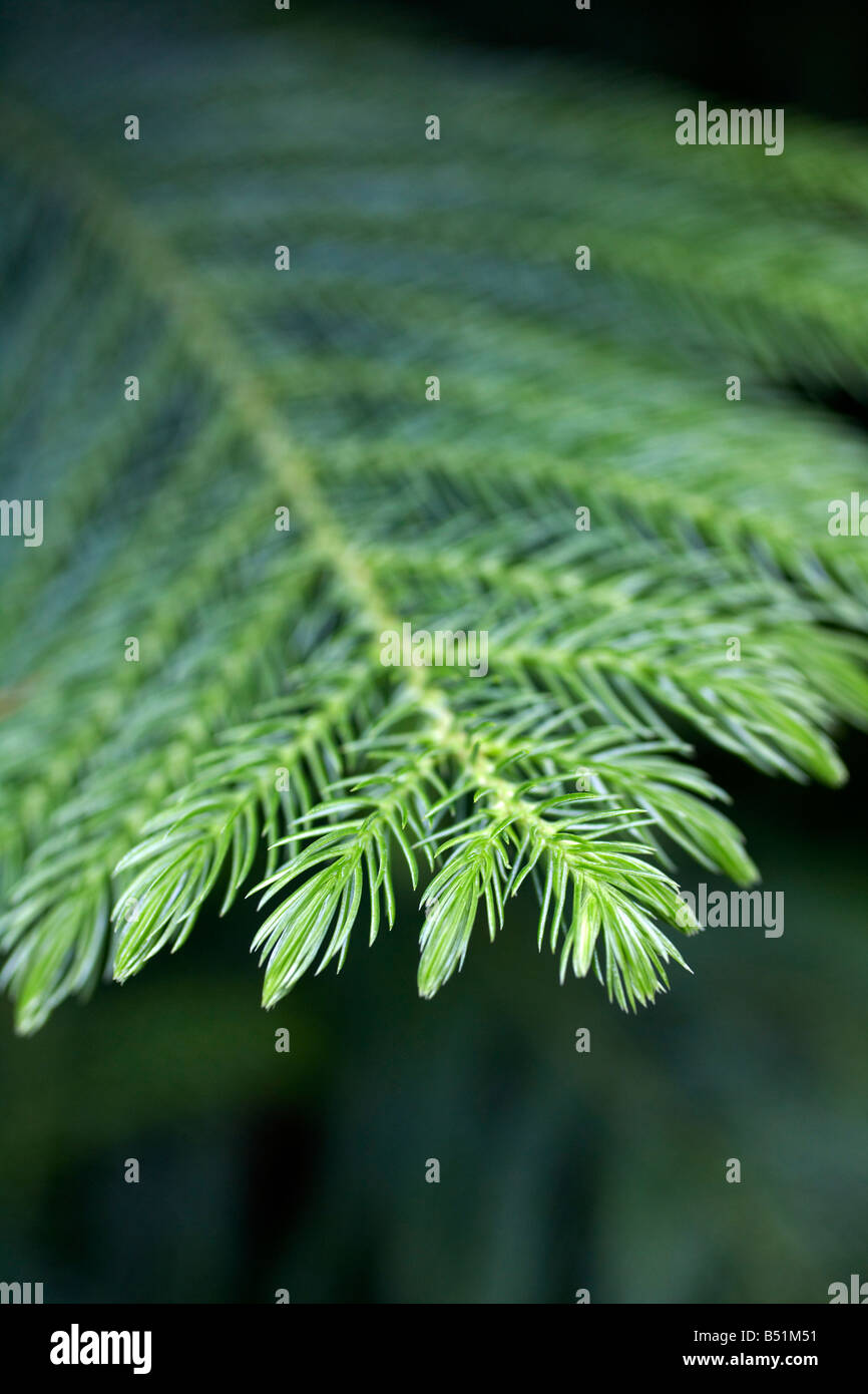 Closeup of Plants, Royal Botanical Gardens, Ontario, Canada Stock