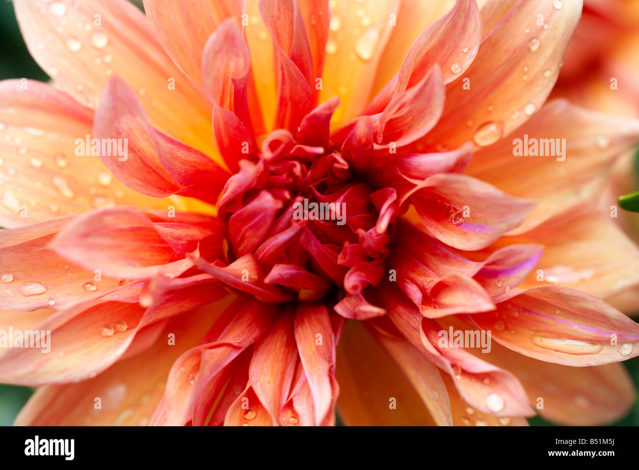 Closeup of Flower, Royal Botanical Gardens, Ontario, Canada Stock