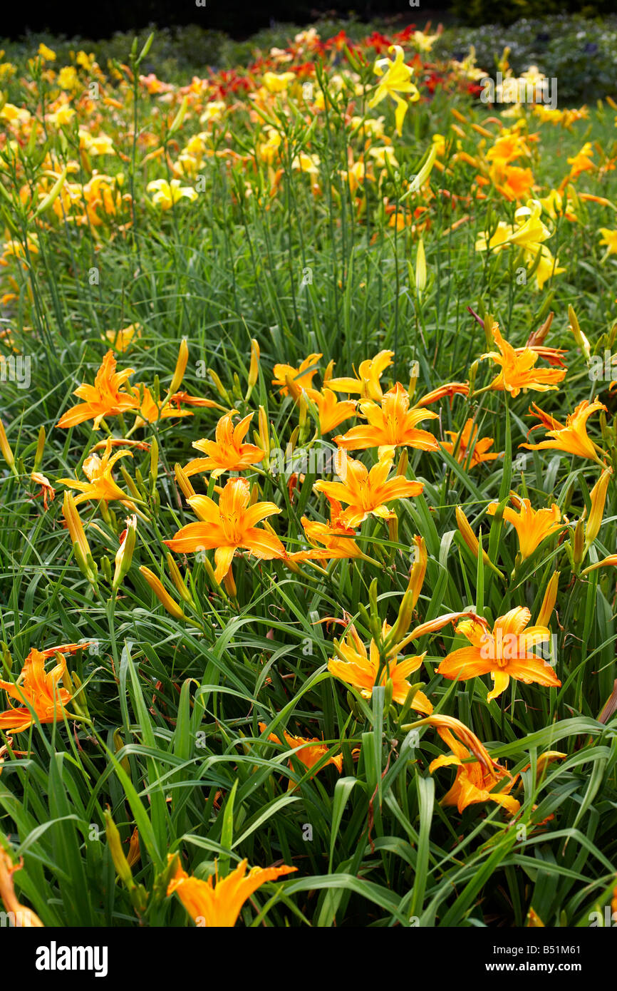 Closeup of Flowers, Royal Botanical Gardens, Ontario, Canada Stock Photo Alamy