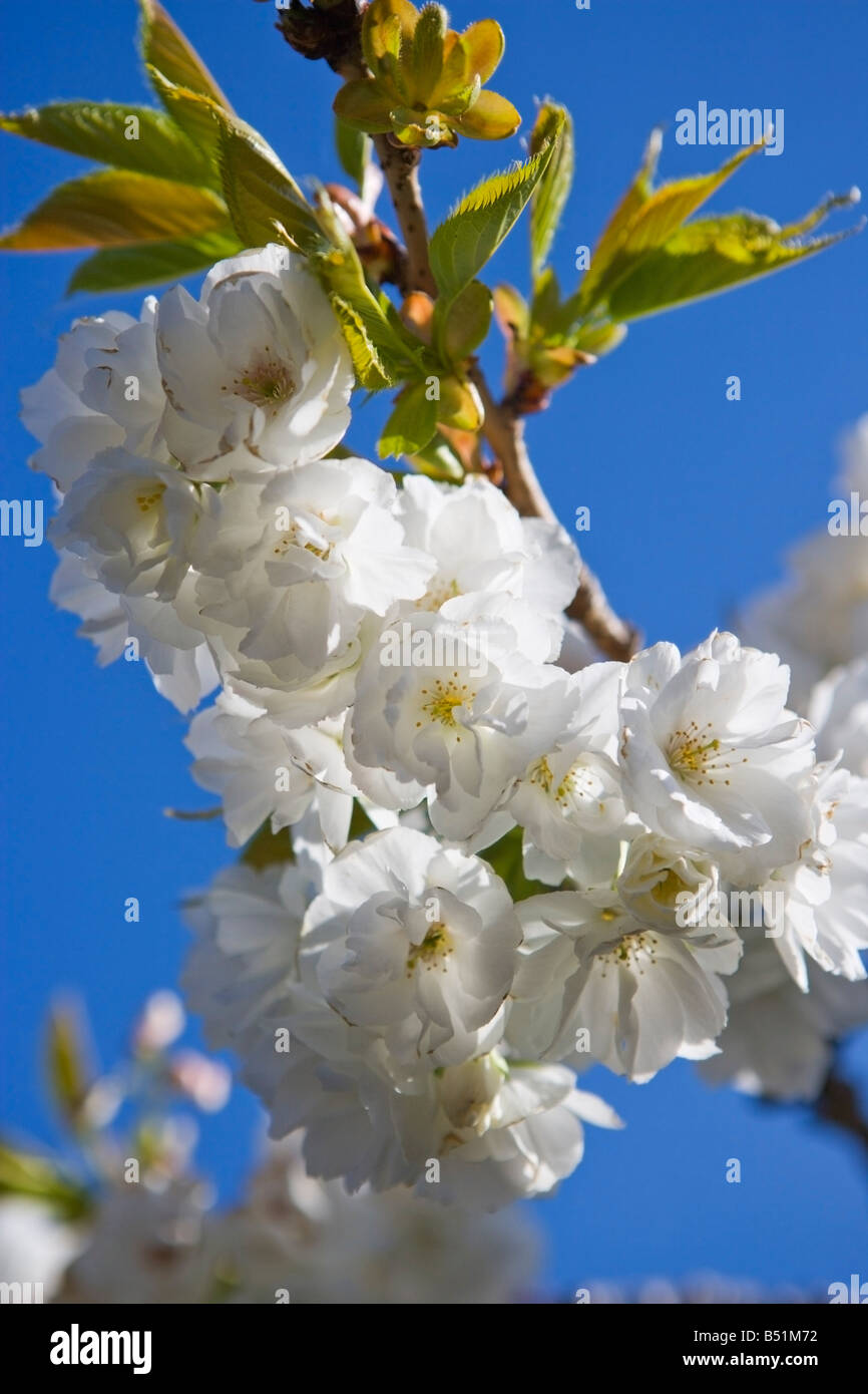 Blooming Fruit Tree Stock Photo Alamy