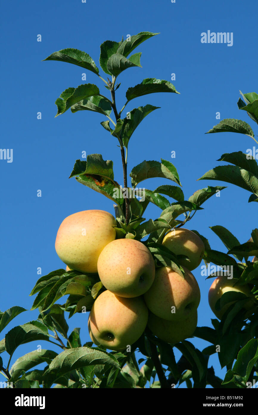 Golden Delicious Apples Stock Photo Alamy