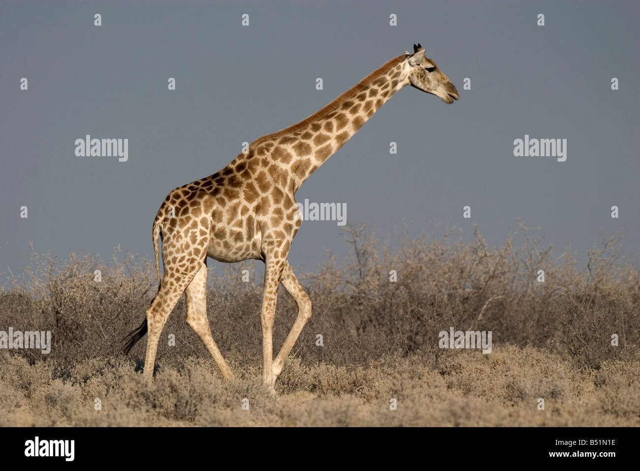 Free giraffe in africa hi-res stock photography and images - Alamy