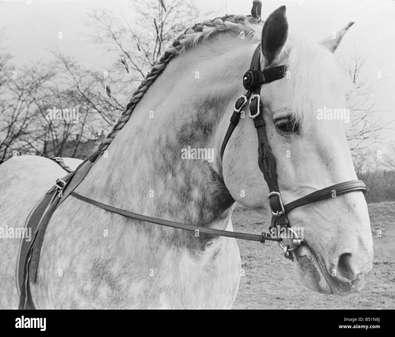 British Percheron Horse Society Show at Histon, Cambridge.&#13;&#10;1/3/1951&#13;&#10;B1012/1 Stock Photo